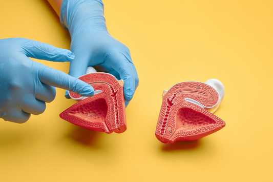 Anatomical model showing bladder